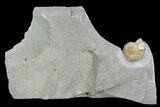Fossil Ammonite (Promicroceras) - Lyme Regis #110688-1